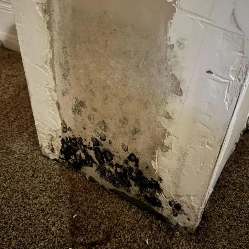 Professional Mold Removal in Richland County, IL